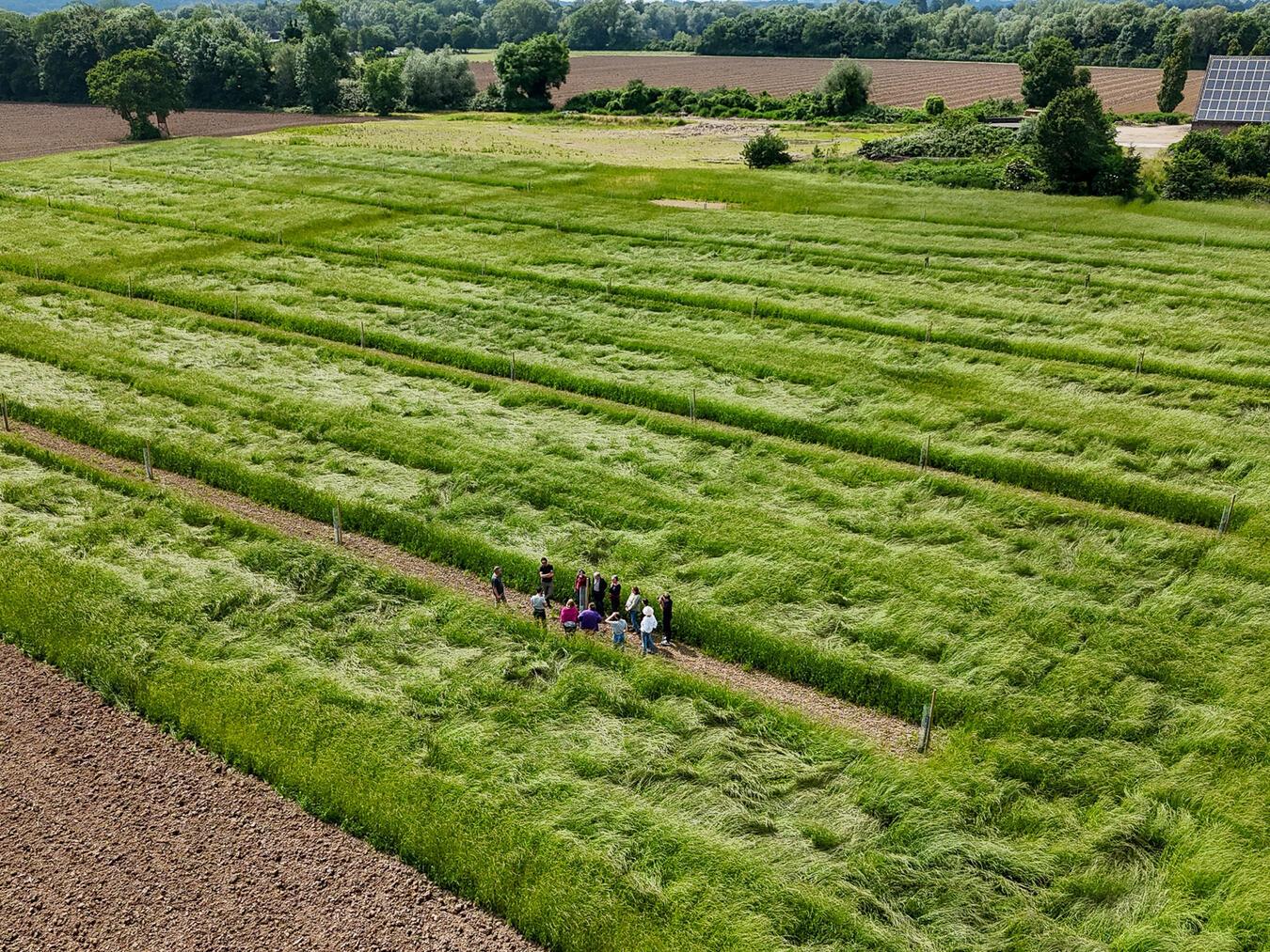 Einige Teilnehmer bei der Begehung eines neuangepflanzten Agroforsts. Foto: Jannis Menne/HSRW